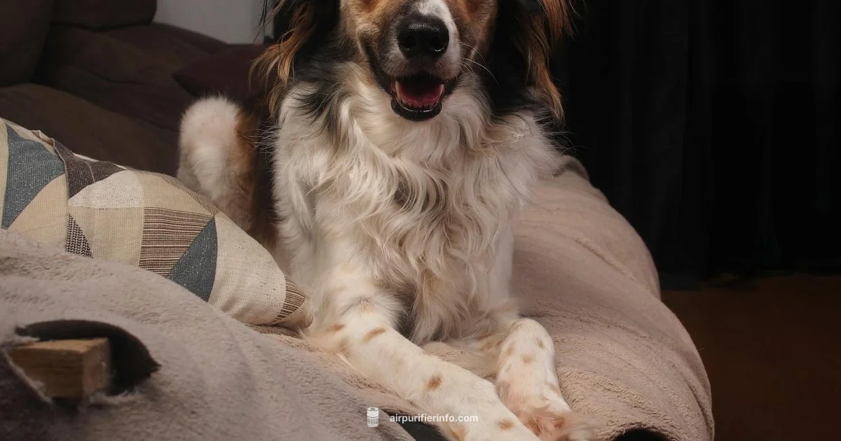 Washable Pet Purifier - Air Purifier Info