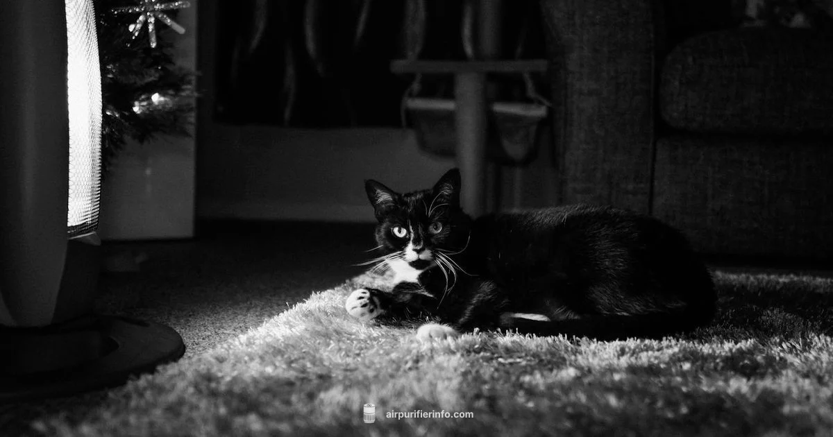 Dyson Hot Quick Overview - Air Purifier Info