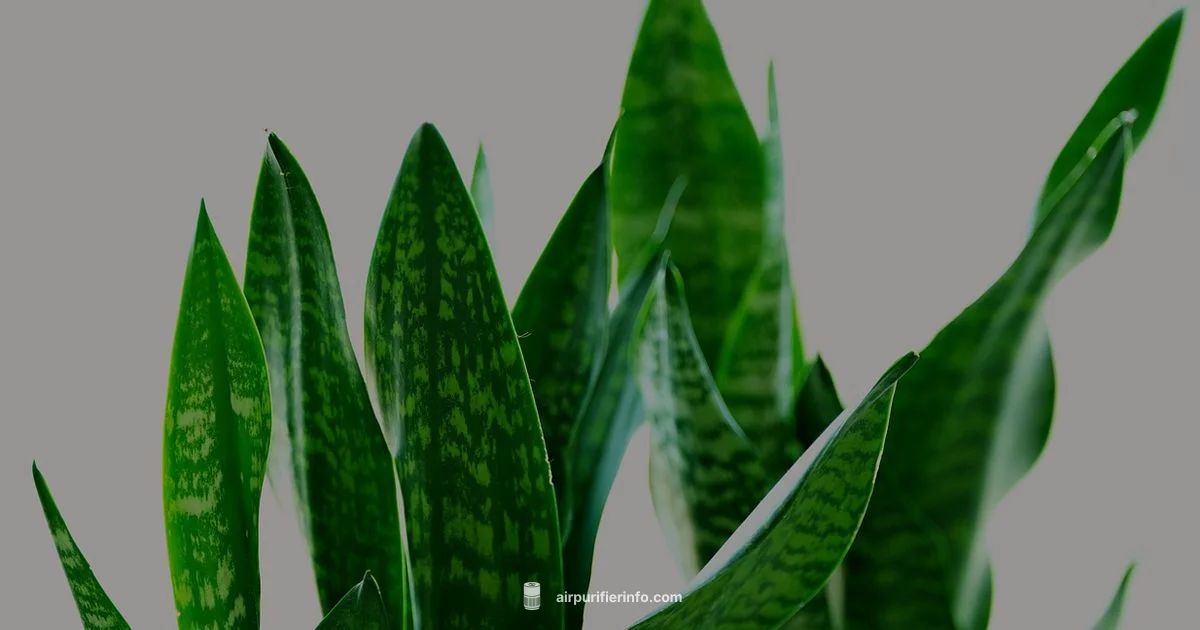Snake Plant Purifier Snake Plant Purifier - Air Purifier Info