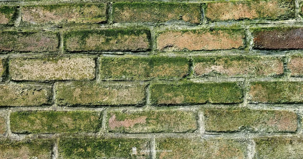 Mold & Air Quality - Air Purifier Info