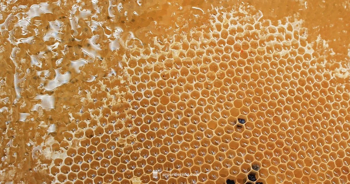 Honeycomb Filter Guide - Air Purifier Info