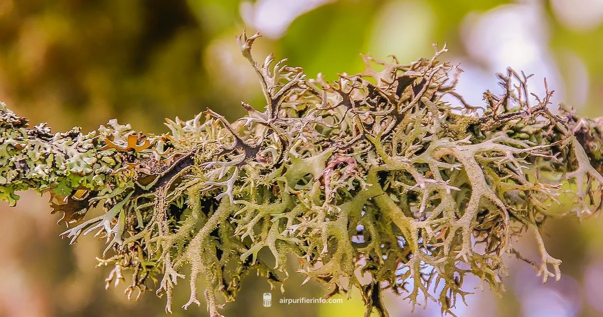 Purify Home Air - Air Purifier Info