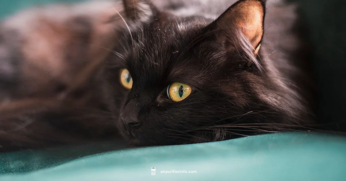 Cat Hair Purifier - Air Purifier Info