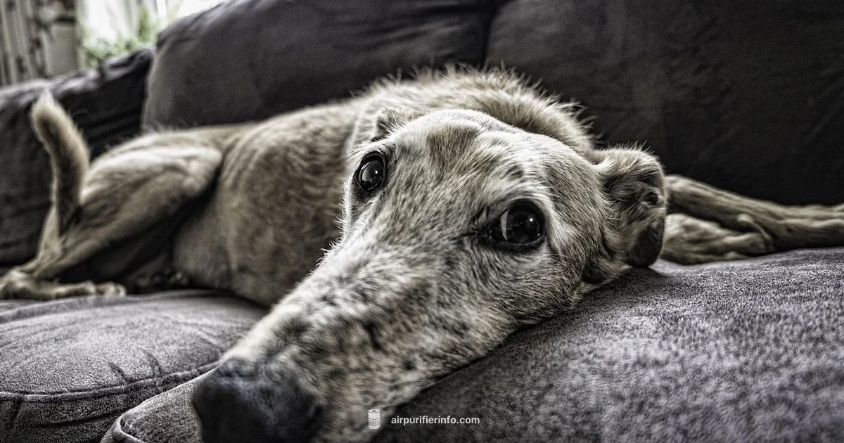 Best for Dander Best for Dander - Air Purifier Info