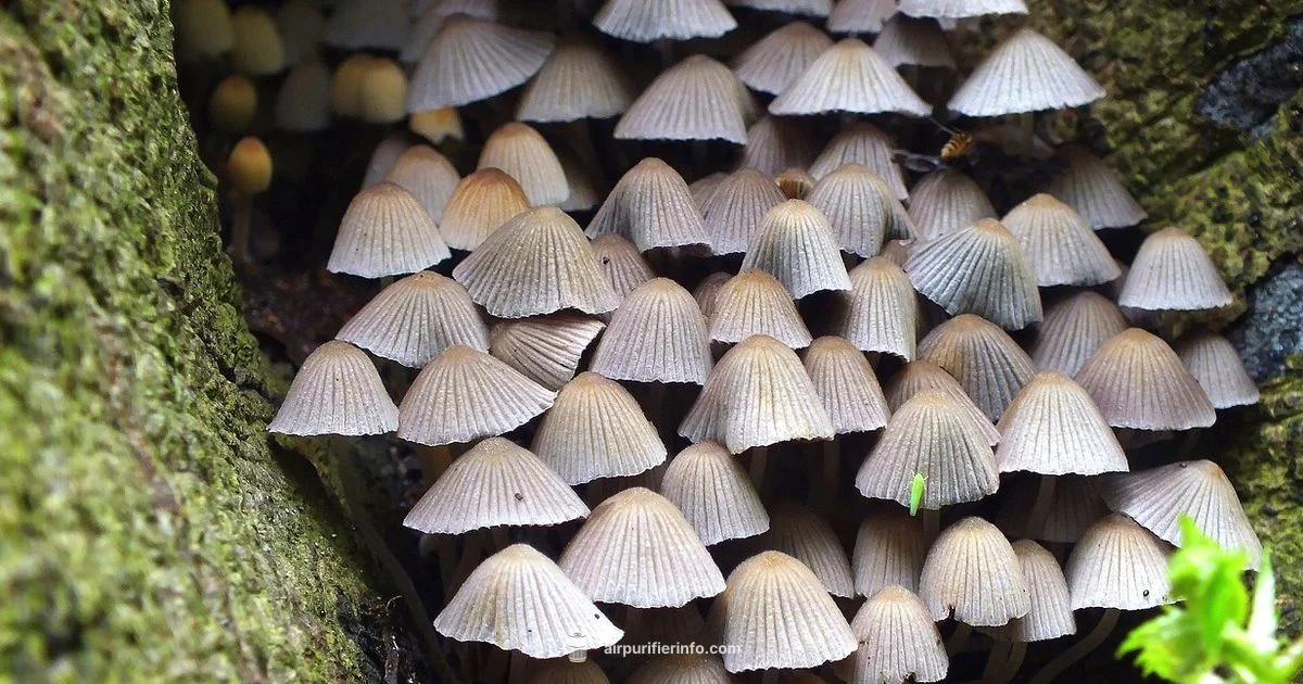 Mushroom Air Filter Basics - Air Purifier Info