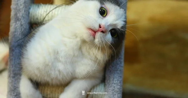 Cats and Purifiers - Air Purifier Info