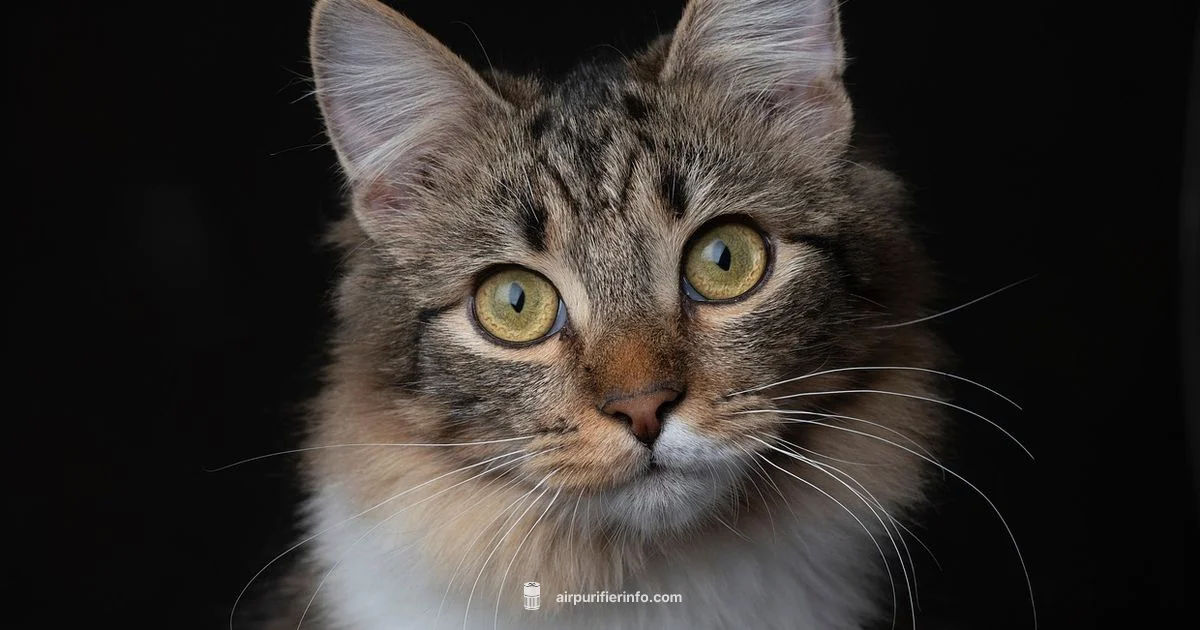Cat Purifier Safety - Air Purifier Info