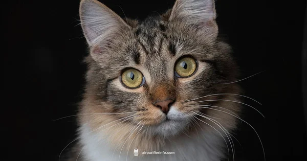 Cat Purifier Safety - Air Purifier Info