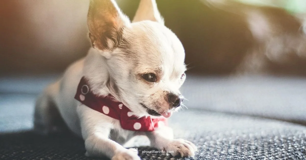 Pet Purifier Guide Pet Purifier Guide - Air Purifier Info