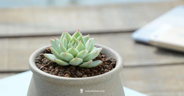 Cat-Safe Plants - Air Purifier Info