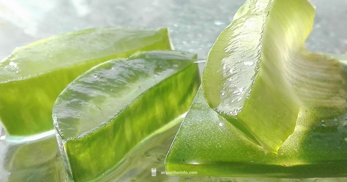 Aloe Air Purifier Guide - Air Purifier Info