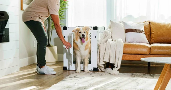 Dust and Pet Hair Purifier - Air Purifier Info