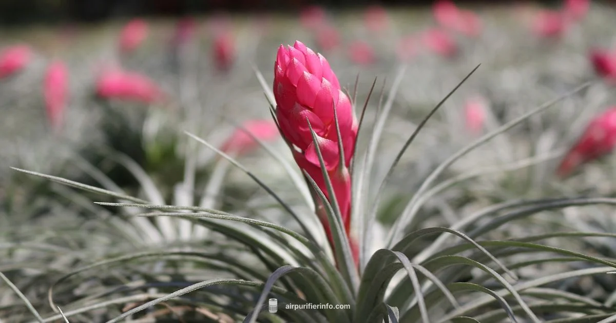Purifier & Plants - Air Purifier Info