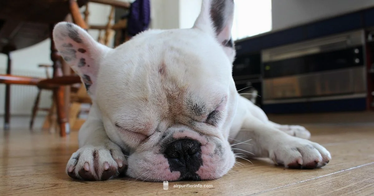 Pets and Purifiers - Air Purifier Info